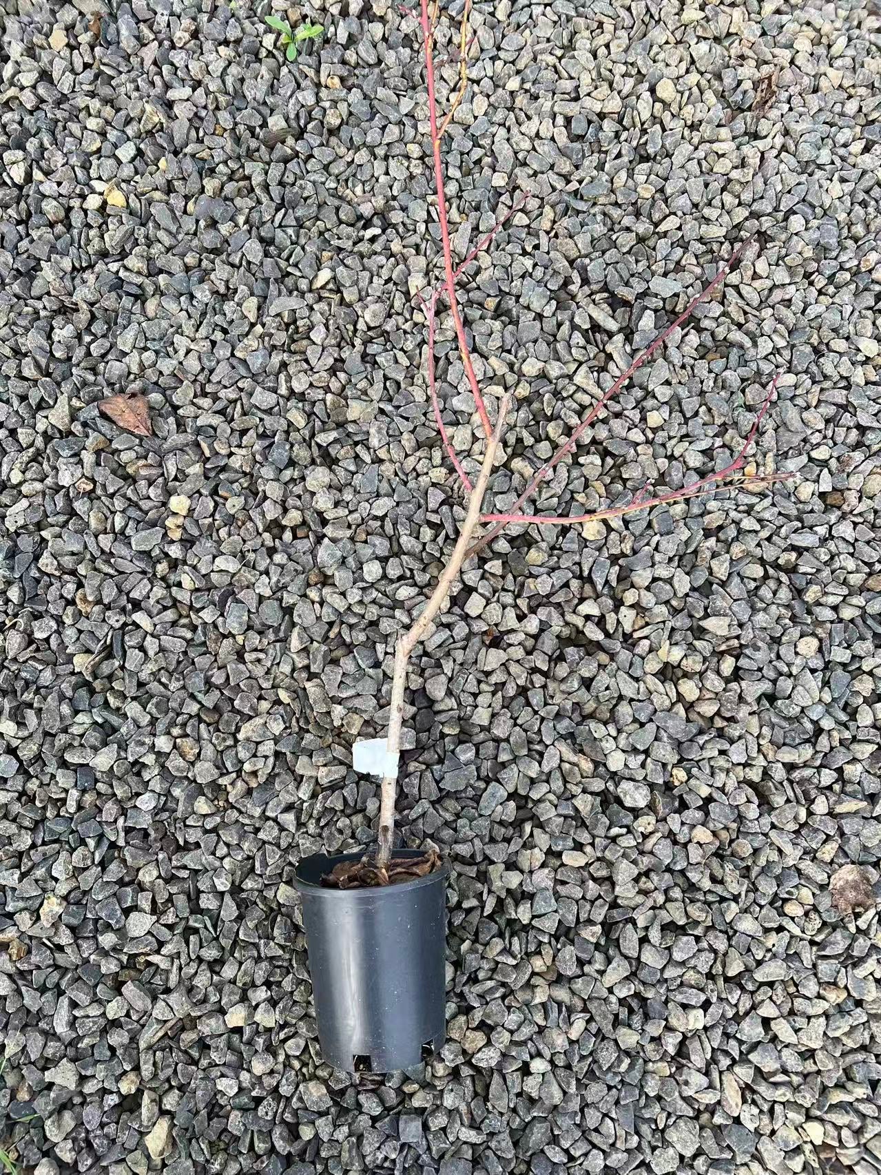 Japanese Tousui Peach Tree, 桃水とうすい