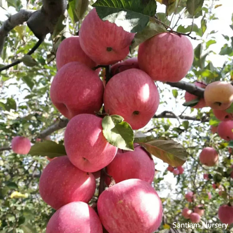 Japanese Rainbow Fuji Apple Tree, bare root, 条纹富士，ふじりんご