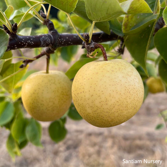 Shinseiki Asian Pear Tree, bare root  新世紀梨