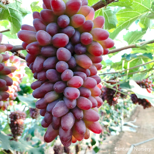 Japanese Jasmine Sweet Grape Vine, Bare Root, on 3309C  ジャスミンフレーバー葡萄，茉莉香葡萄