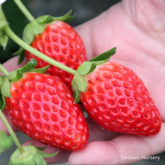 6 Japanese Akihime (あきひめ)  Strawberry Plants, Bare Root, 章姫 イチゴ, 章姬草莓，甜宝，奶油
