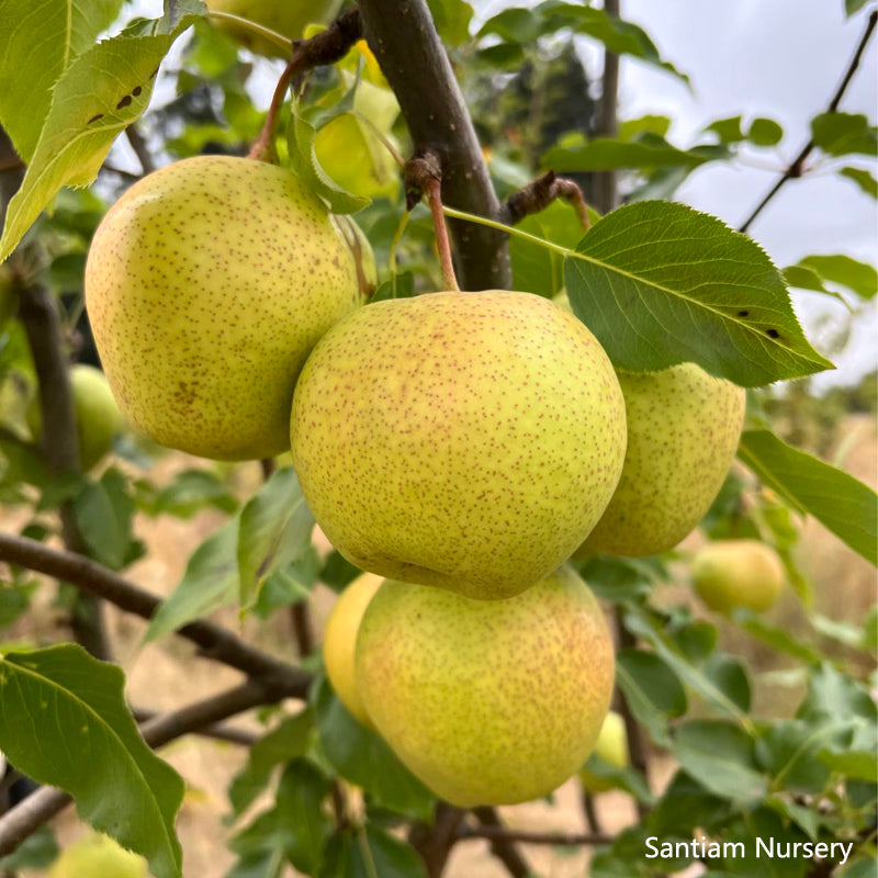 Emerald Crisp Asian Pear Tree, bare root,early variety, sweet and cris ...