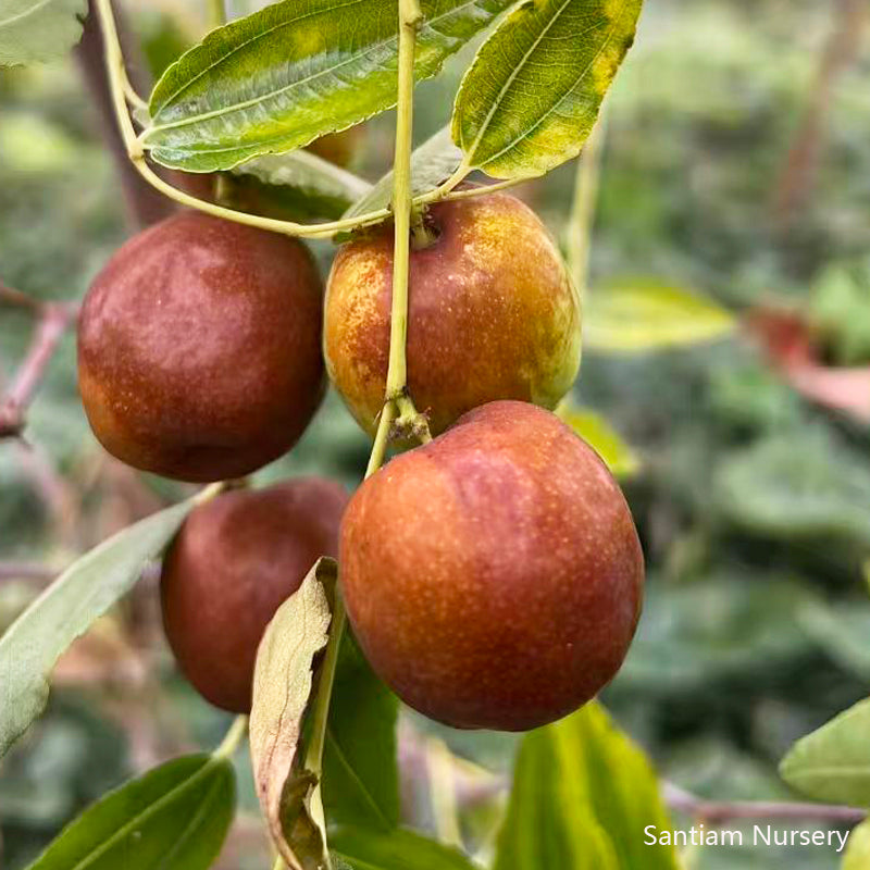 Honey Jar Jujube Tree, Bare Root, 3 feet tall 蜂蜜罐枣