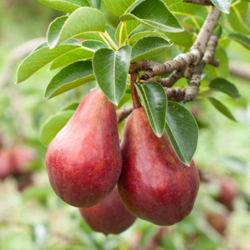 Sensation Red Bartlett European Pear Tree, Bare Root