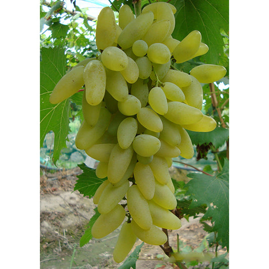 Japanese Gold Finger Grape Plant, ゴールドフィンガー,甘さも味も濃厚な,金手指葡萄