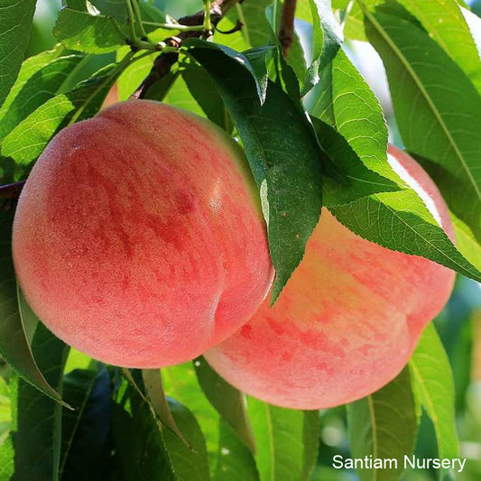 Hujing Honey Peach Tree, Yangshan Hujing, 无锡阳山湖景蜜露水蜜桃