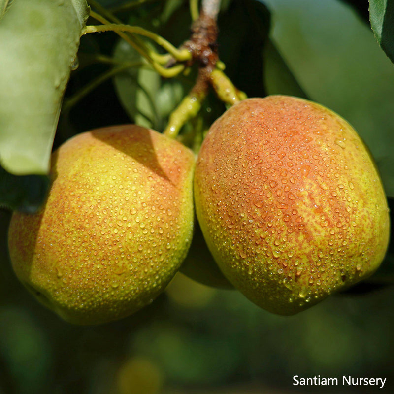 Xinjiang Korla Fragrant Pear tree, Bare root 庫爾勒香梨(コルラシャンリー),库尔勒香梨 ...