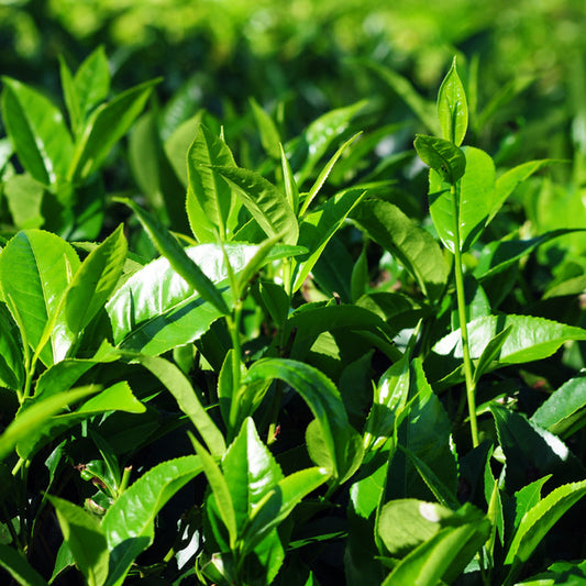 Longjing tea plant.Camellia sinensis, Chinese green tea plant. Dragon Well Green Tea 龙井绿茶苗，龍井茶(りゅうせいちゃ)