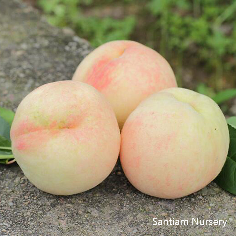 Fenghua Yulu Honey Peach Tree, 奉化玉露水蜜桃苗