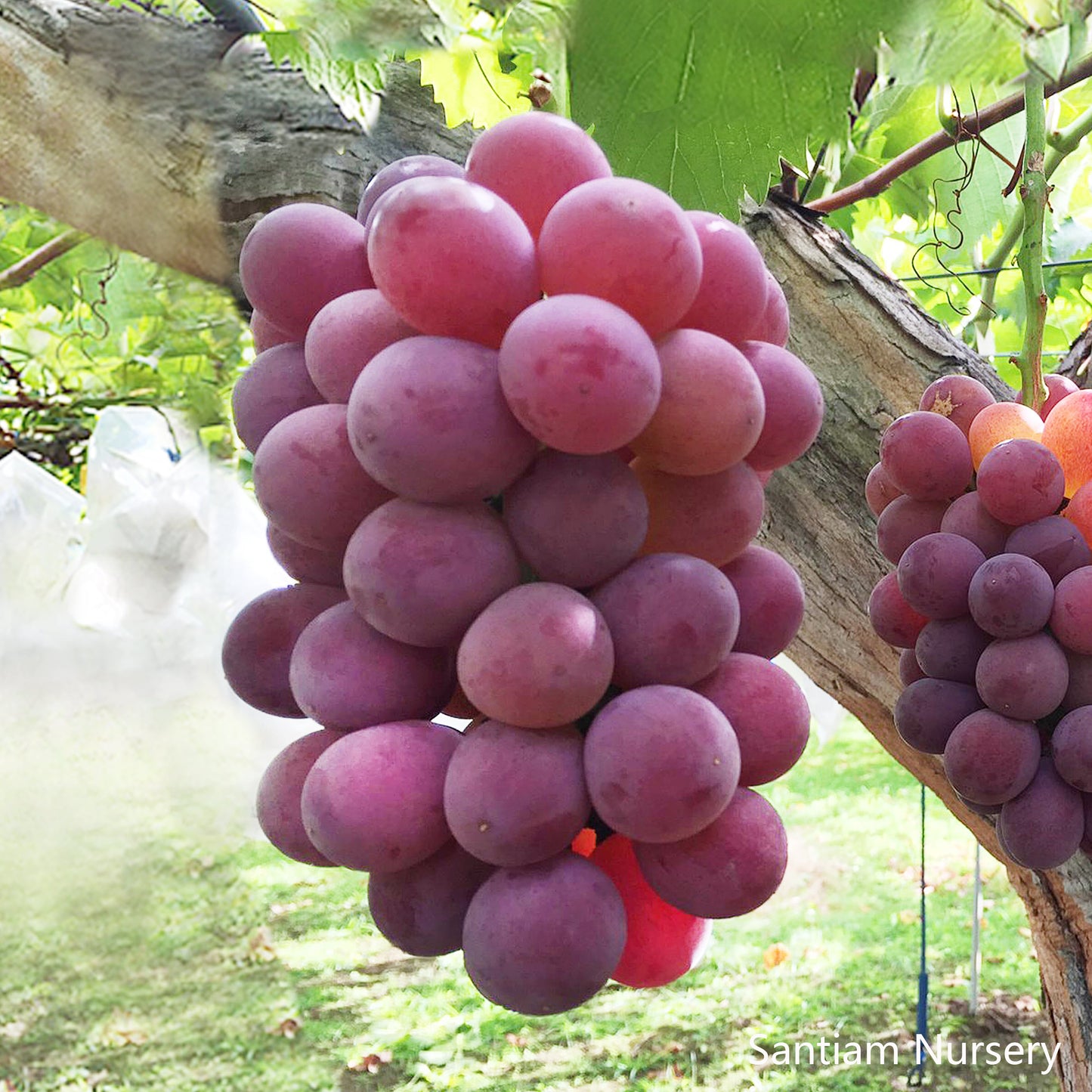 Japanese Benifuji Grape Vine , Bare root, 紅富士／べにふじ