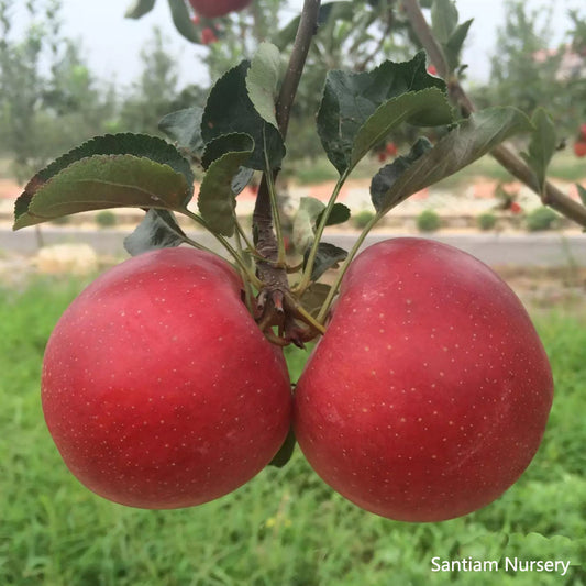 Red Gala Apple Tree on M7, bare root