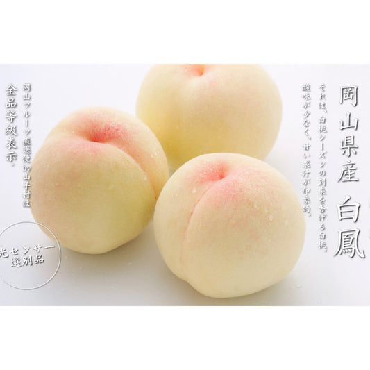 Japanese Hakuho Honey Peach Tree, 白鳳（はくほう，Hakuhō）すいみつとう（白凤水蜜桃）