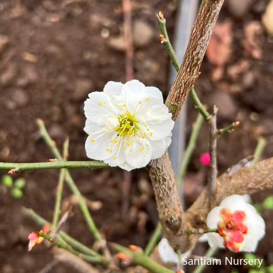 Yudie Ume, White Double-Petal Flowering Apricot,Jade Butterfly, 玉蝶梅（ぎょくちょうばい）