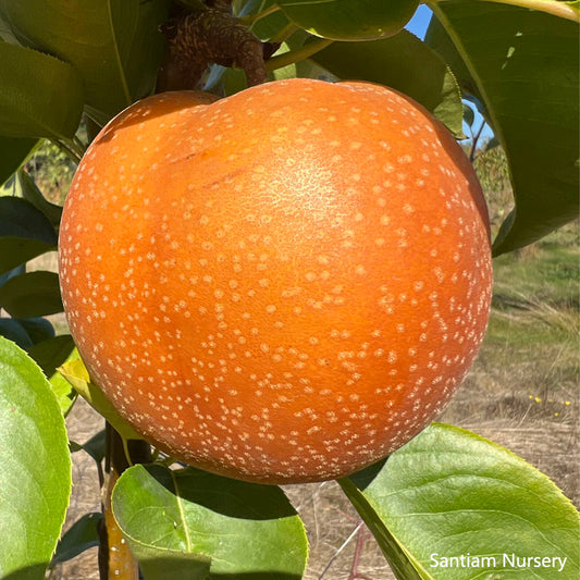 Korean Noryang Giant Asian Pear Tree, bare root