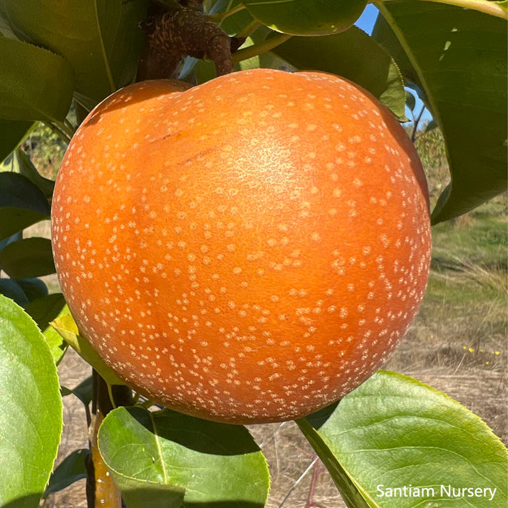 Korean Noryang Giant Asian Pear Tree, bare root – Santiam Nursery