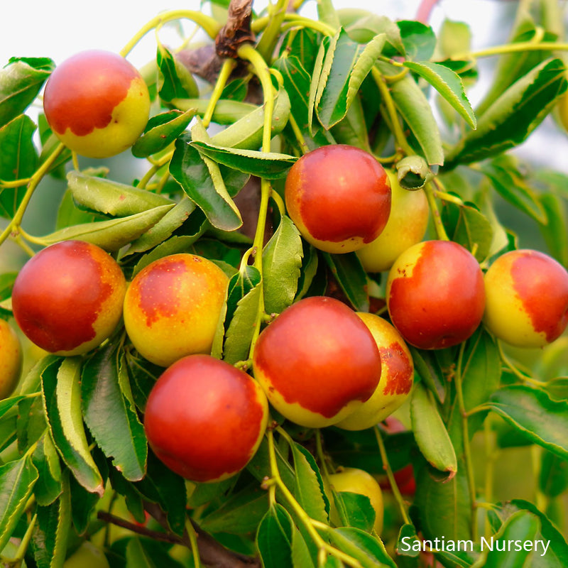 枣枣专拍 Jujubes 枣– Santiam Nursery