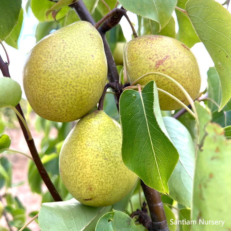 Honey Jar Asian Pear Tree, bare root, Very Sweet, Very Juicy, Very Early