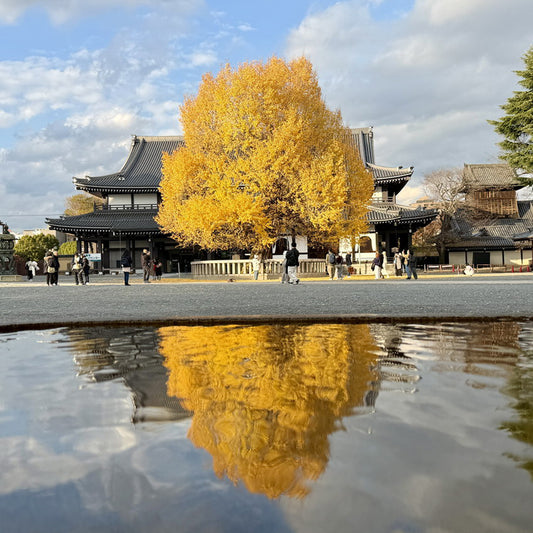 Japanese Ginkgo Tree, Potted 银杏，銀杏イチョウ