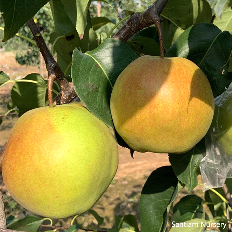 Yulu Fragrant Pear Tree, Asian Pear, bare root, 山西隰县玉露香梨