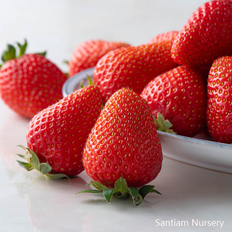 5 Japanese Kaorino Strawberry Plants, Bare Root,かおり野　イチゴ, 香野草莓，隋珠