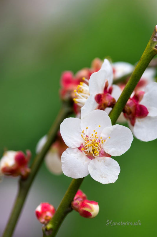 Shiro Kaga Japanese Flowering Apricot tree, Prunus mume,白加賀梅 白加贺梅花 US Seller