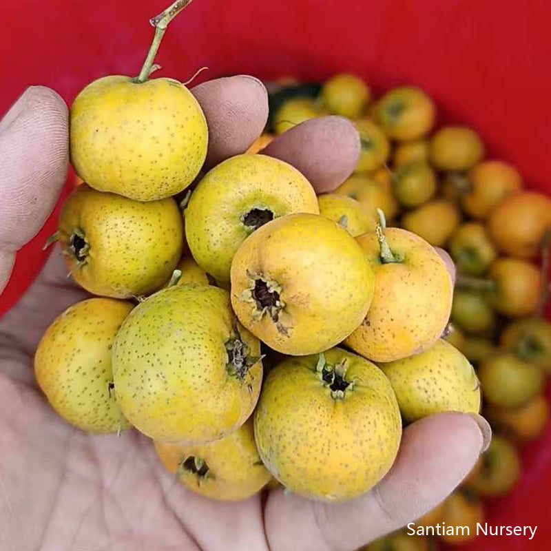 Golden Sweet Chinese Hawthorn Tree, Large Fruit, Sweet Flavor, Bare Root. 金如意黄山楂，甜山楂