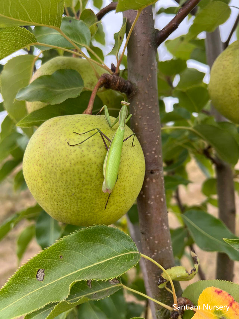 Emerald Crisp Asian Pear Tree, bare root,early variety, sweet and cris ...