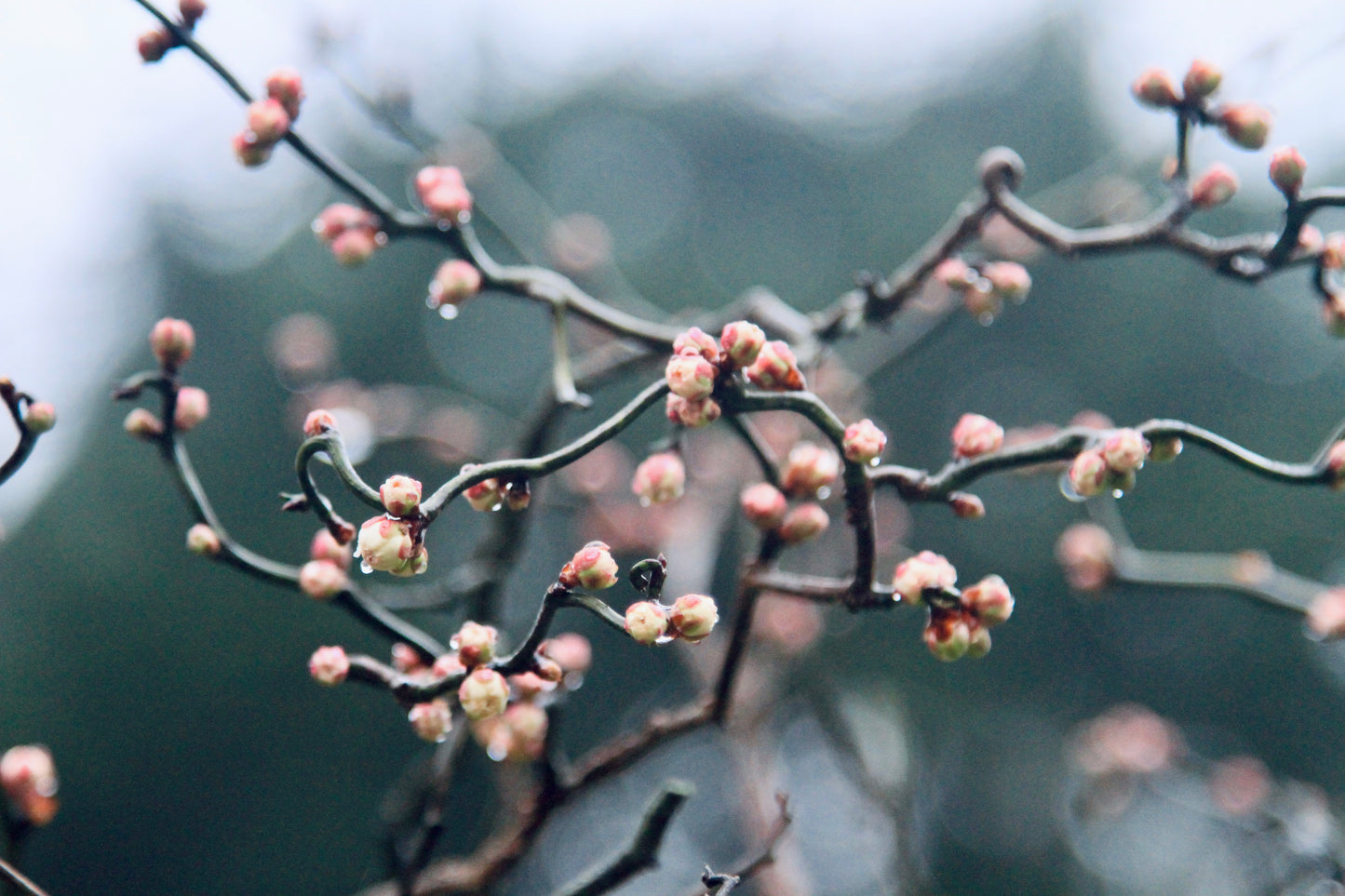 Dragon Dance Ume, Longyoumei, Flowering Apricot, 龙游梅，雲竜梅
