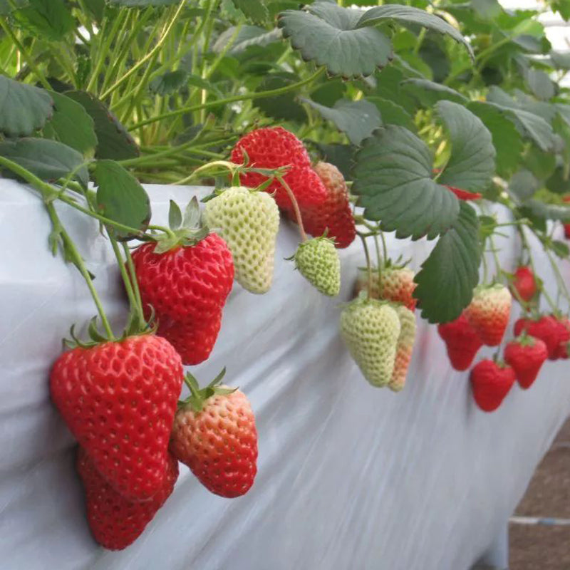 5 Japanese Benihoppe Strawberry Plants, 紅ほっぺ イチゴ, 红颜草莓