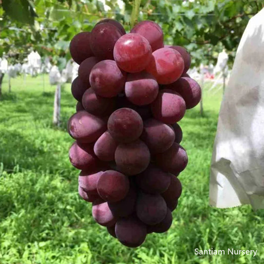 Japanese Benifuji Grape Vine , Bare root, 紅富士／べにふじ