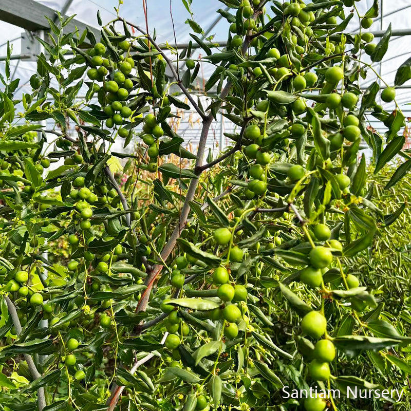 Honey Jar Jujube Tree, Bare Root, 3 feet tall 蜂蜜罐枣