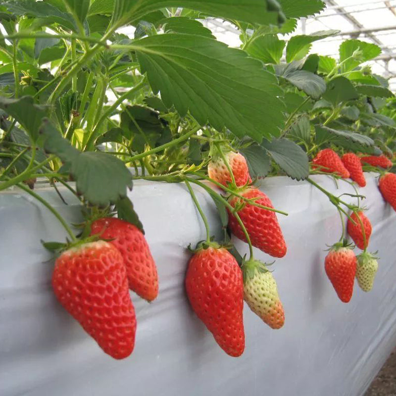 6 Japanese Akihime (あきひめ)  Strawberry Plants, Bare Root, 章姫 イチゴ, 章姬草莓，甜宝，奶油