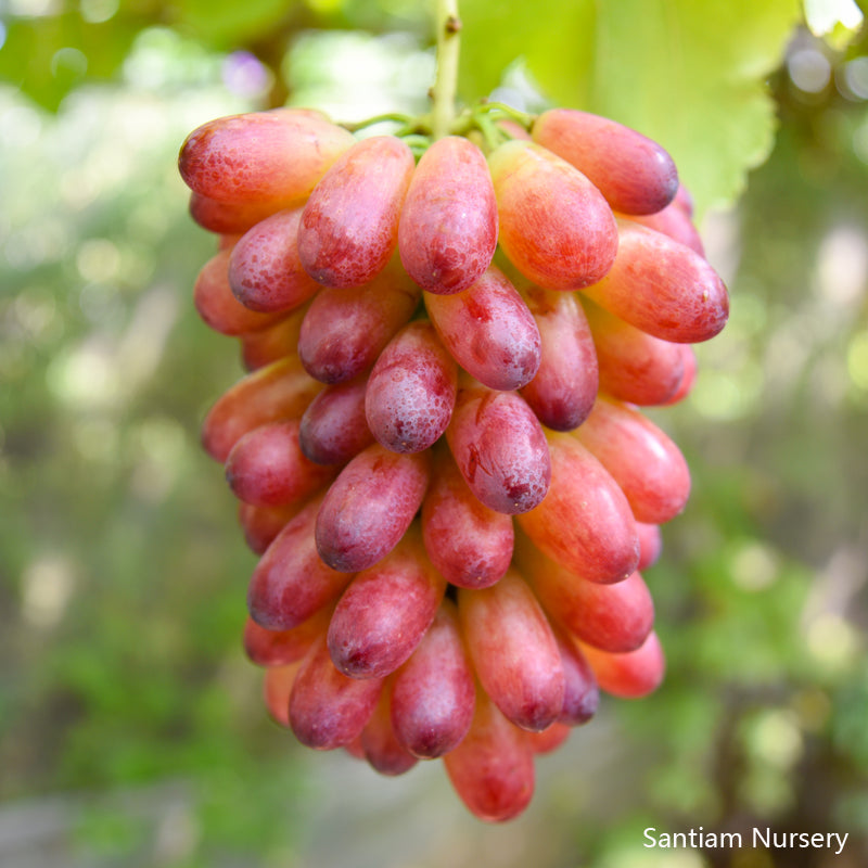 Japanese Manicure Finger Grape Vine Bare Root,マニキュアフィンガー,美人指