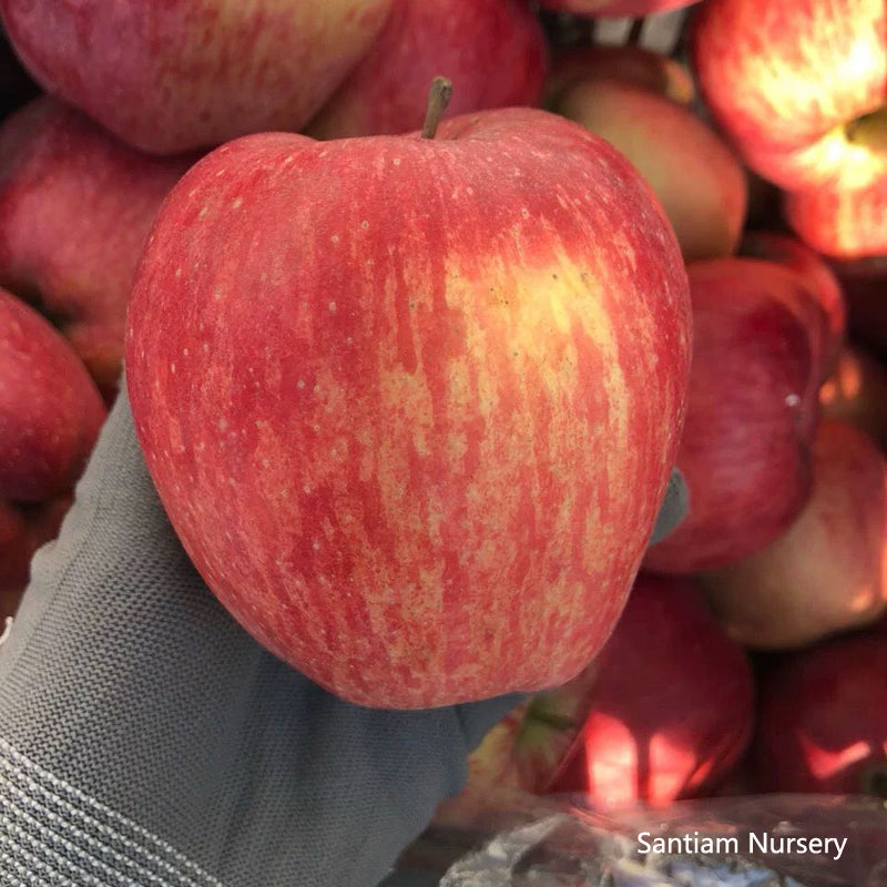 Rainbow Delicious Apple Tree on M7, bare root, スターキング・デリシャス　リンゴ, 红香蕉苹果