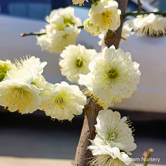 Tsukikage Ume, Golden Coin Green-Calyx Flowering Apricot Tree, 月影梅,金钱绿萼梅花
