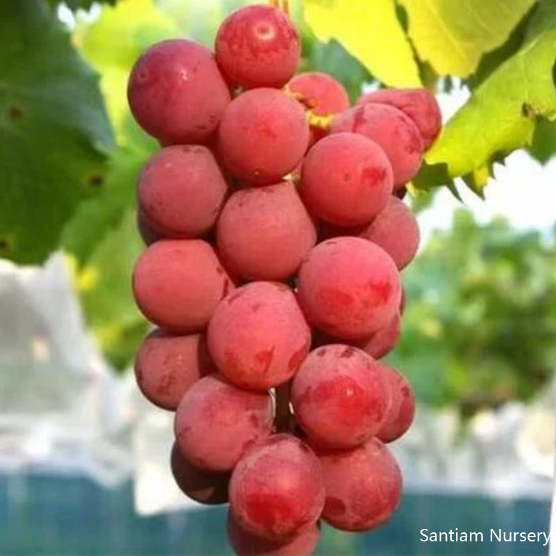 Japanese Ruby Roman Grape Vine, Bare Root, Ishikawa Ruby Roman, ルビーロマン,浪漫红宝石葡萄，罗马红宝石