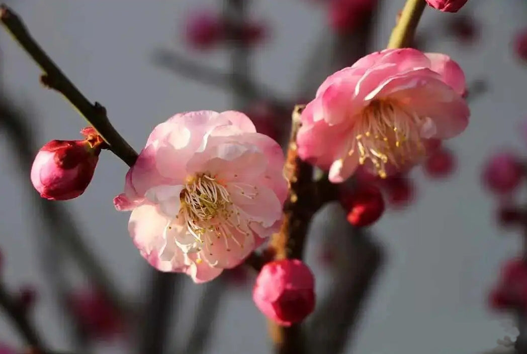 Peach-Pink Ume, Taohongtaige, Flowering Apricot Tree 桃红台阁梅花