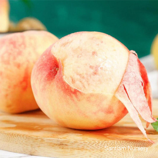Fenghua Yulu Honey Peach Tree, 奉化玉露水蜜桃苗
