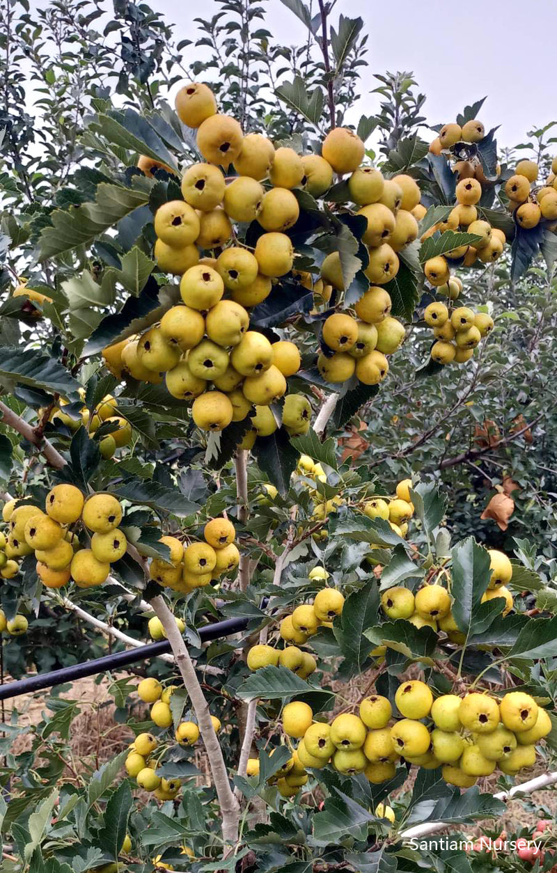 Golden Sweet Chinese Hawthorn Tree, Large Fruit, Sweet Flavor, Bare Root. 金如意黄山楂，甜山楂