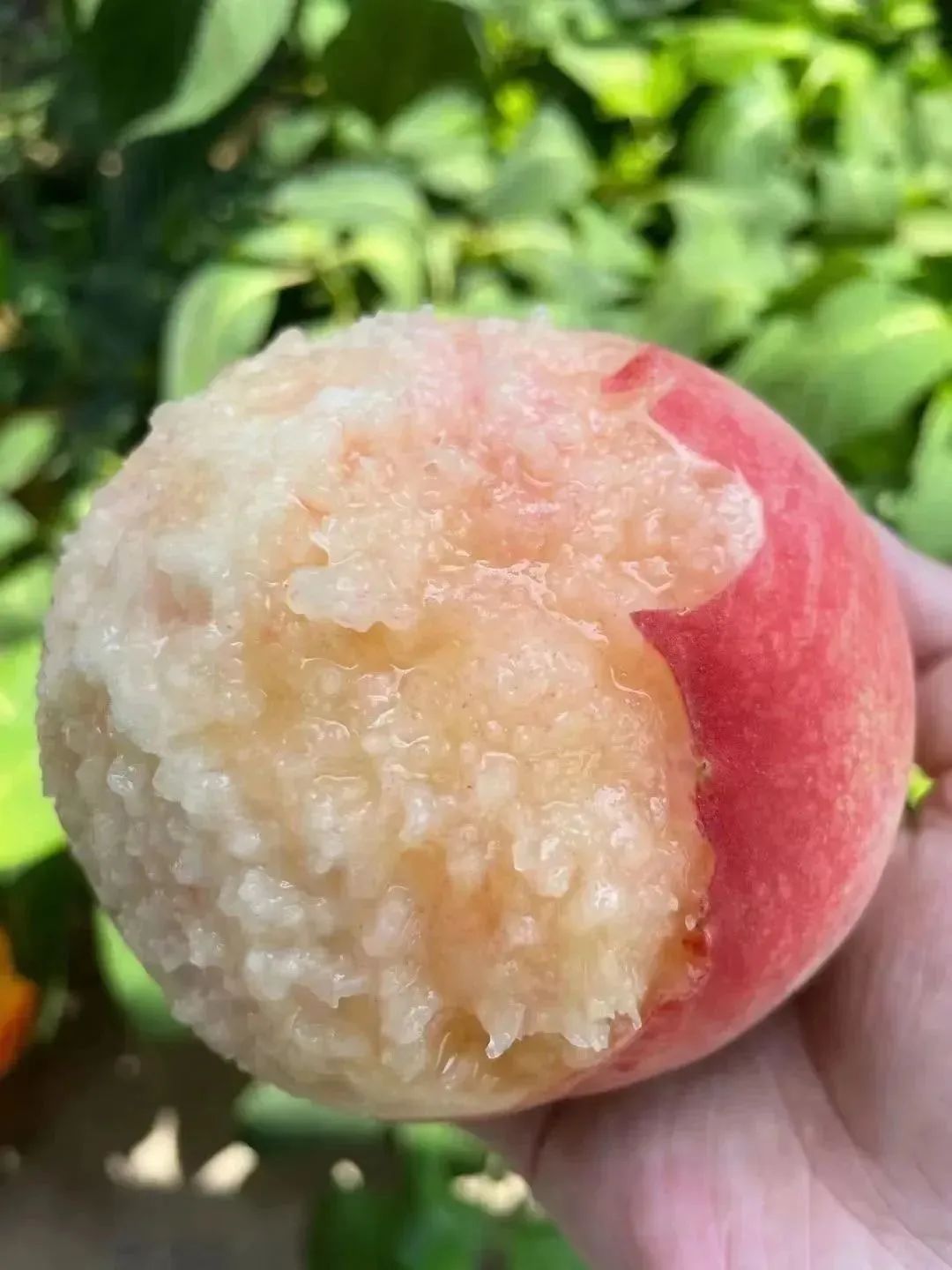 Hujing Honey Peach Tree, Yangshan Hujing, 无锡阳山湖景蜜露水蜜桃