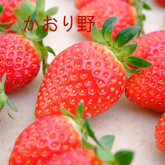 5 Japanese Kaorino Strawberry Plants, Bare Root,かおり野　イチゴ, 香野草莓，隋珠