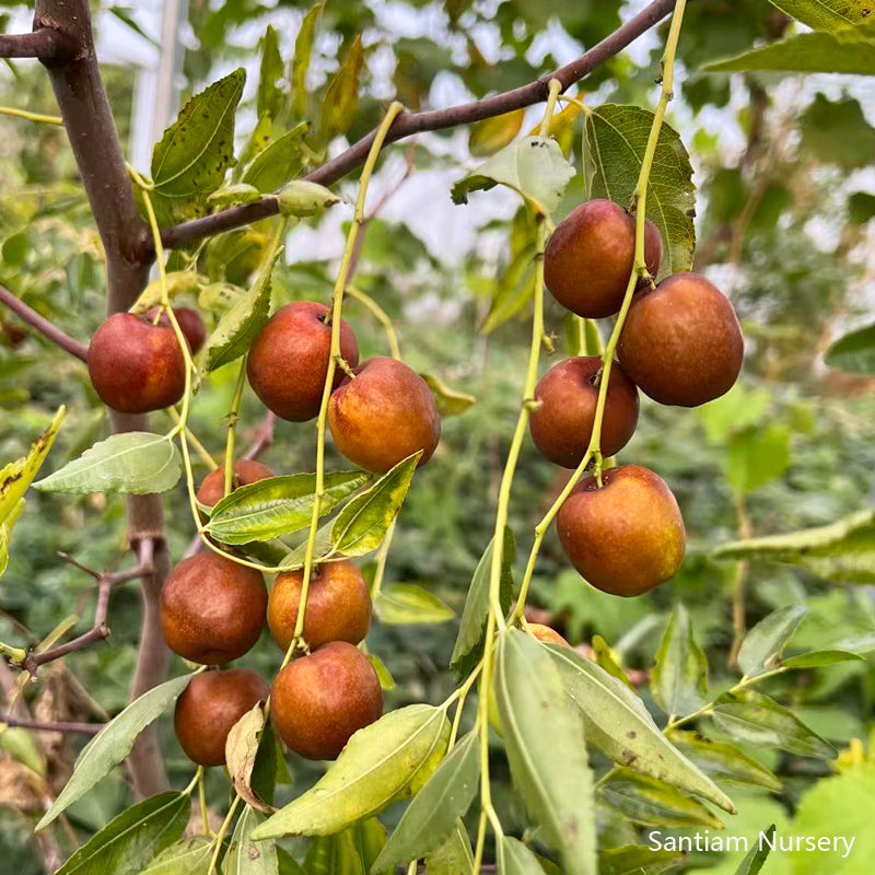 Honey Jar Jujube Tree, Bare Root, 3 feet tall 蜂蜜罐枣