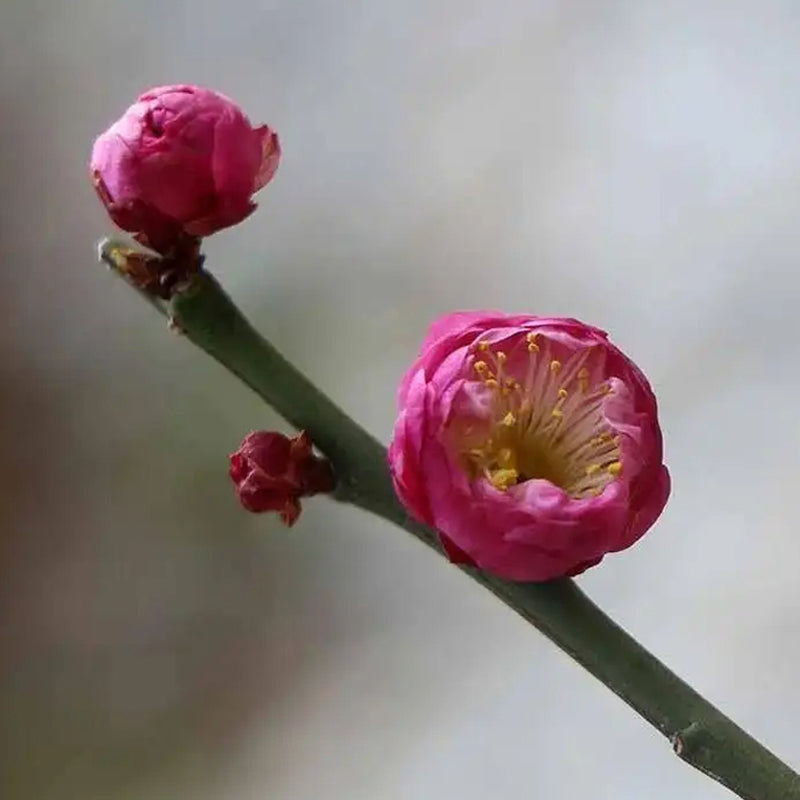 Peach-Pink Ume, Taohongtaige, Flowering Apricot Tree 桃红台阁梅花，宫粉梅花