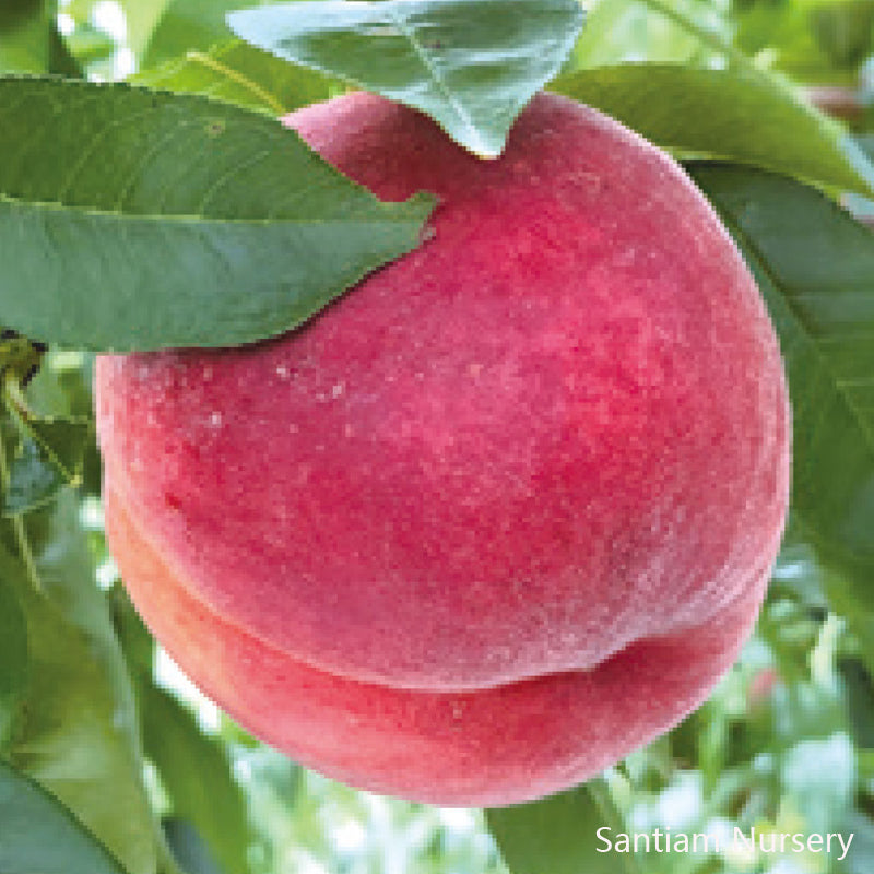 Japanese Tousui Peach Tree, 桃水とうすい