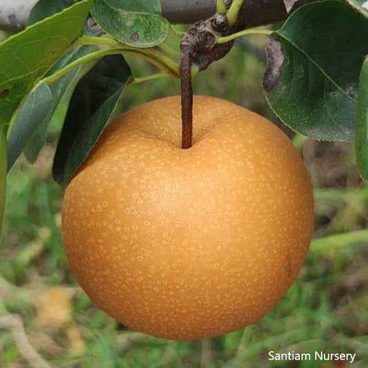 Akizuki Japanese Premium Asian Pear tree, Autumn Moon Pear あきづき（秋月梨）秋月梨