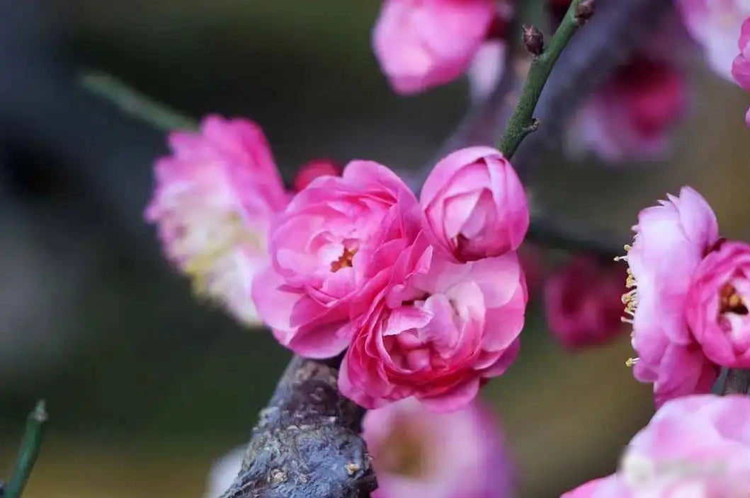 Peach-Pink Ume, Taohongtaige, Flowering Apricot Tree 桃红台阁梅花
