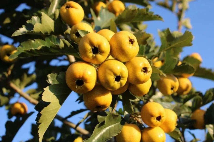 Golden Sweet Chinese Hawthorn Tree, Large Fruit, Sweet Flavor, Bare Root. 金如意黄山楂，甜山楂