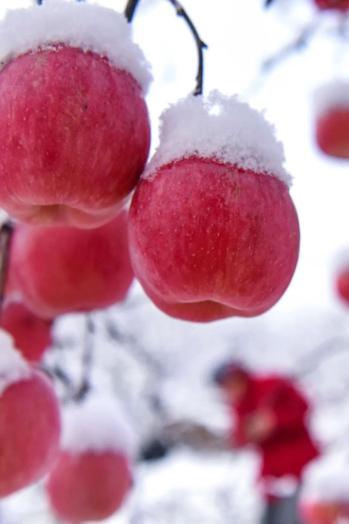 Japanese Rainbow Fuji Apple Tree, bare root, 条纹富士，ふじりんご