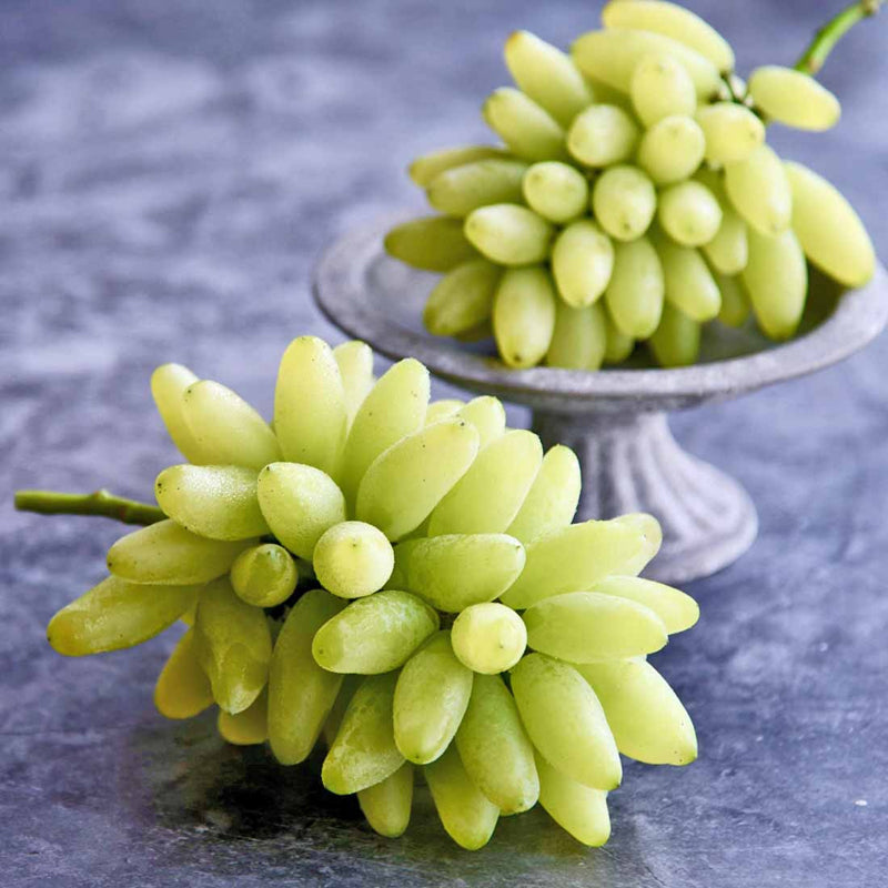Japanese Gold Finger Grape Plant, ゴールドフィンガー,甘さも味も濃厚な,金手指葡萄