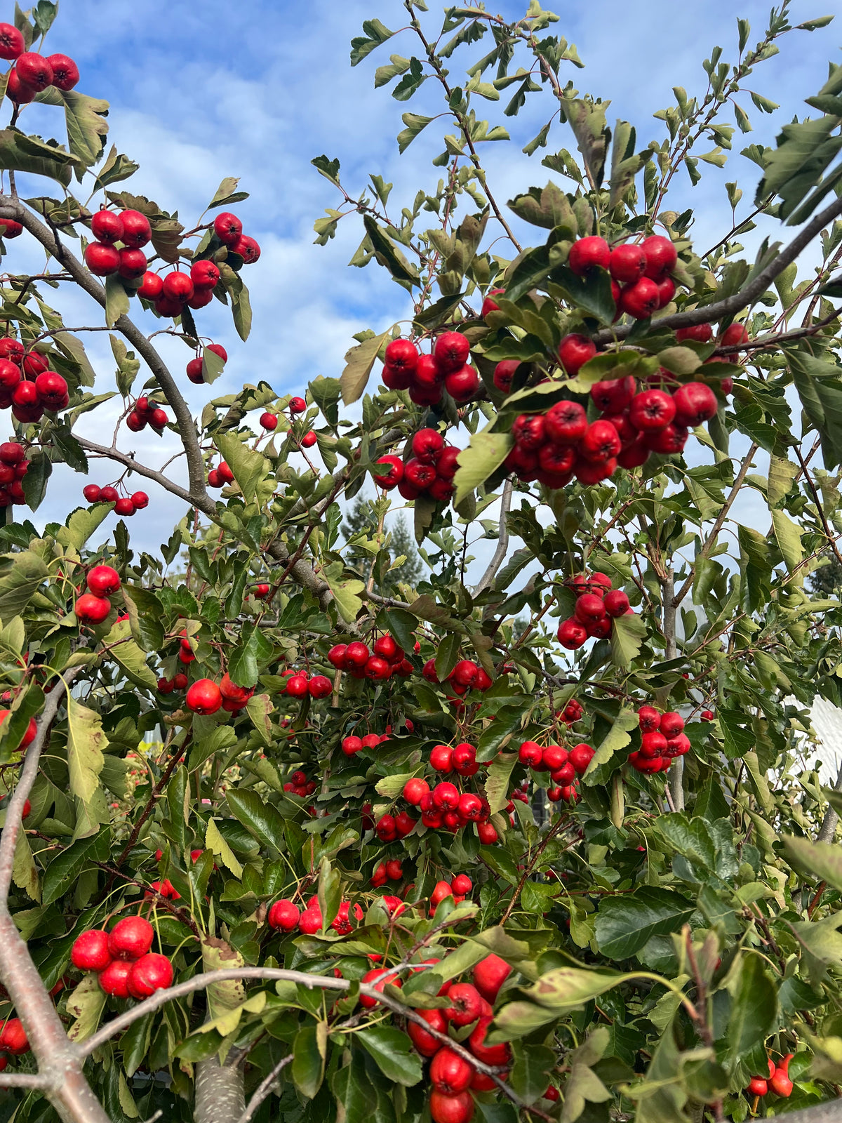 Hawthorn Fruits 5lbs